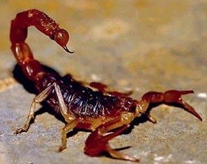 FUMIGACIONES DE ALACRANES DF